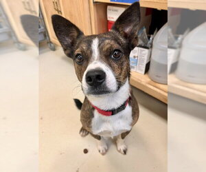 Sprout - Male Mutt Dog for Adoption