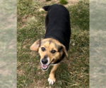 Small Photo #1 Beagle-Unknown Mix Puppy For Sale in Sistersville, WV, USA