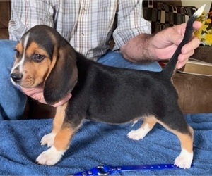 Beagle Puppy for sale in BOWLING GREEN, KY, USA