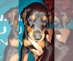 Small Photo #3 Doberman Pinscher Puppy For Sale in Crossville, TN, USA