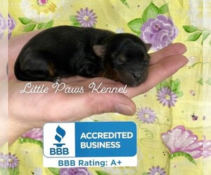 Yorkshire Terrier Puppy for sale in WINNSBORO, LA, USA