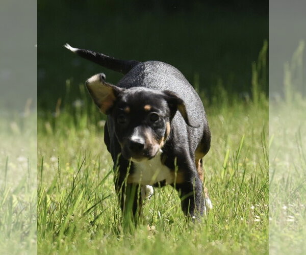 Medium Photo #3 Shepweiller Puppy For Sale in Mechanicsburg, PA, USA