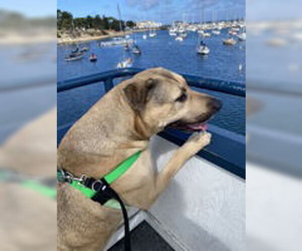 Medium Photo #10 Chinese Shar-Pei Puppy For Sale in Salinas, CA, USA