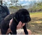 Small Photo #18 Rotticorso Puppy For Sale in REEVESVILLE, SC, USA