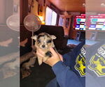 Small Photo #4 Chiranian Puppy For Sale in WEST BRANCH, MI, USA