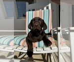 Puppy Nakita Labrador Retriever