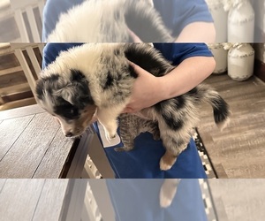 Australian Shepherd Puppy for sale in MOUNT VERNON, IL, USA