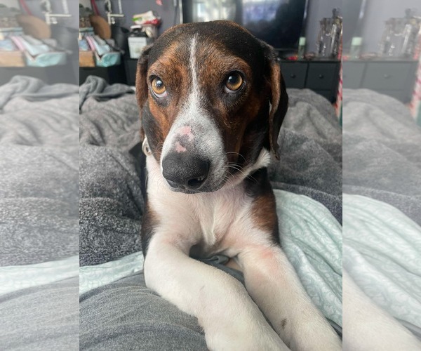 Medium Photo #2 Beagle-Unknown Mix Puppy For Sale in Woodbury, NY, USA