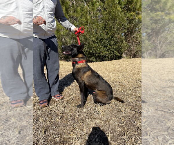 Medium Photo #7 Mutt Puppy For Sale in Imlay City, MI, USA