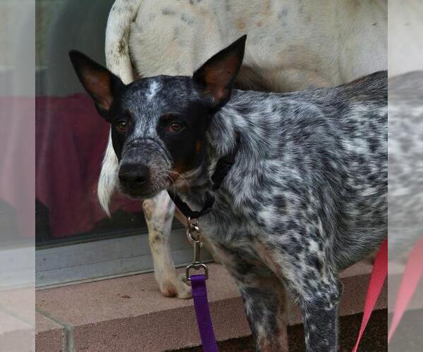 Medium Photo #1 Mutt Puppy For Sale in San Antonio, TX, USA