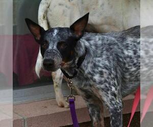Mutt Dogs for adoption in San Antonio, TX, USA