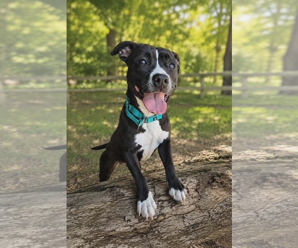 Medium Photo #1 Mutt Puppy For Sale in Rustburg, VA, USA