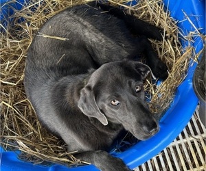 Mother of the Labrador Retriever puppies born on 03/02/2024