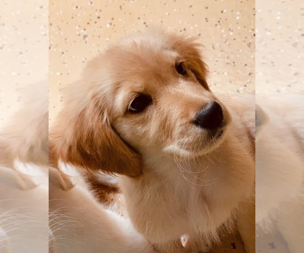 Medium Photo #3 Golden Retriever Puppy For Sale in JERSEY CITY, NJ, USA
