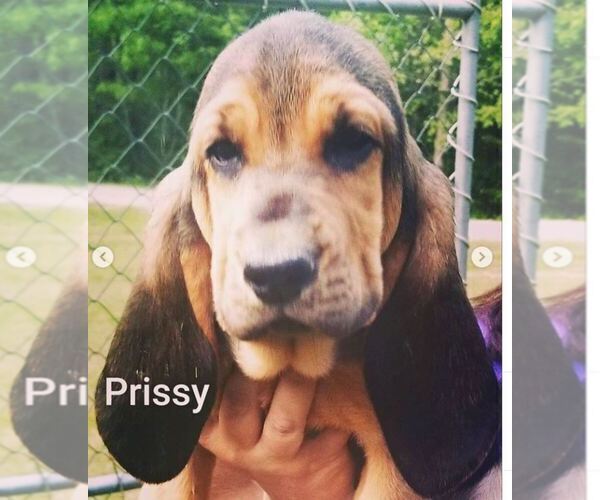 Medium Photo #4 Bloodhound Puppy For Sale in TOCCOA, GA, USA