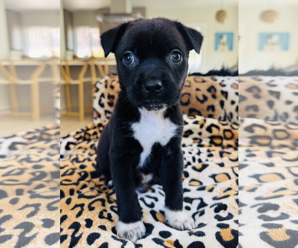 Medium Photo #3 Chihuahua-Unknown Mix Puppy For Sale in Marina Del Rey, CA, USA