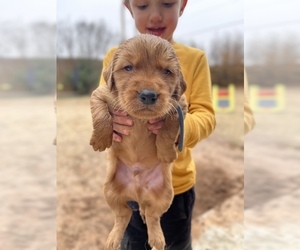 Golden Retriever Puppy for sale in WEATHERFORD, OK, USA