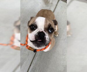French Bulldog Dogs for adoption in Salinas, CA, USA