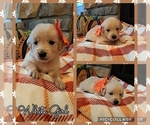 Puppy White Golden Retriever