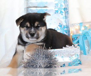 Shiba Inu Puppy for sale in SHILOH, OH, USA