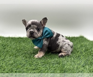 French Bulldog Puppy for sale in ANNAPOLIS, MD, USA