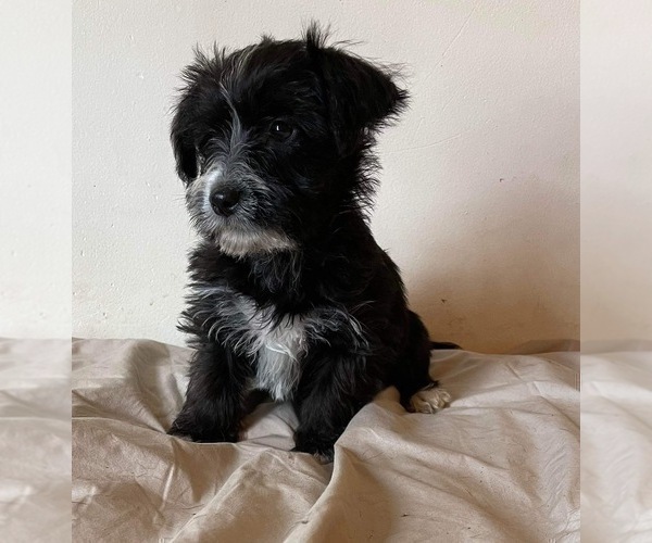 Medium Photo #9 Snorkie Puppy For Sale in HAMPTON, VA, USA