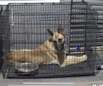 Small #4 German Shepherd Dog
