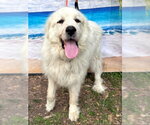 Small #1 Great Pyrenees
