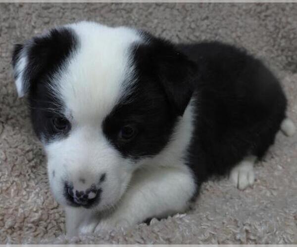 Medium Photo #2 Border Collie-Unknown Mix Puppy For Sale in Thief River Falls, MN, USA