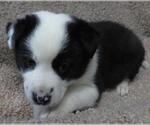 Small #1 Border Collie Mix