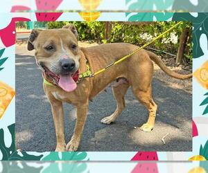 American Pit Bull Terrier Dogs for adoption in Ojai, CA, USA