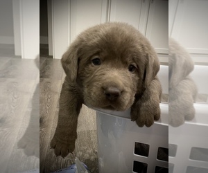 Labrador Retriever Puppy for sale in W LAFAYETTE, IN, USA
