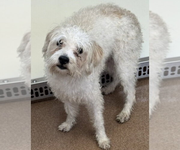 Medium Photo #1 Mutt Puppy For Sale in Andover, MN, USA