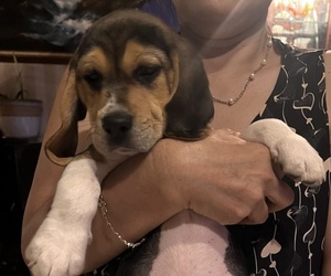Beagle Puppy for sale in BARRINGTON, NJ, USA