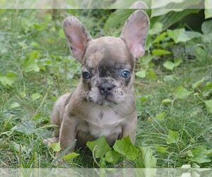 French Bulldog Puppy for sale in BOSTON, MA, USA