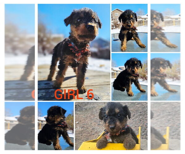 Medium Photo #4 Airedale Terrier Puppy For Sale in AURORA, CO, USA