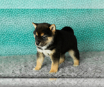 Small #2 Shiba Inu