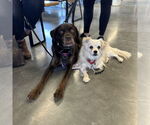Small #9 Pekingese Mix