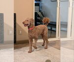 Small #2 Poodle (Standard) Mix