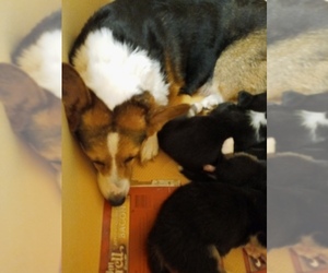 Mother of the Pembroke Welsh Corgi puppies born on 07/28/2022