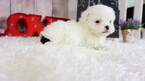 Small Photo #7 Shih Tzu Puppy For Sale in FULLERTON, CA, USA