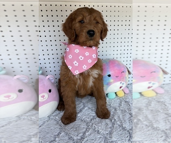 Medium Photo #3 Goldendoodle Puppy For Sale in WOODBURN, IN, USA