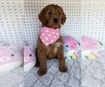 Small #2 Goldendoodle