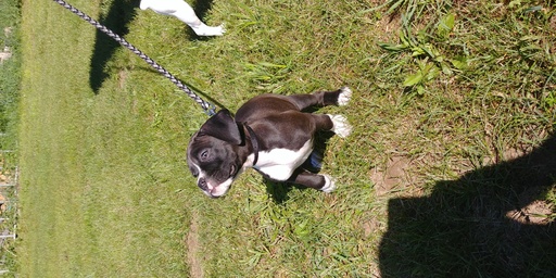 Medium Photo #1 Boxer Puppy For Sale in ORLEANS, MI, USA