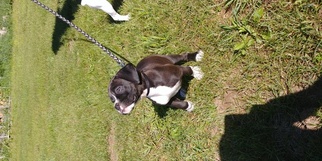 Boxer Puppy for sale in ORLEANS, MI, USA