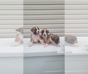 Boxer Puppy for sale in SHOREWOOD, IL, USA