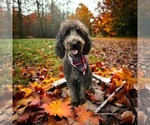Small Photo #1 Goldendoodle Puppy For Sale in WAUGHTOWN, NC, USA