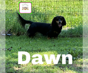 Mother of the Dachshund puppies born on 01/05/2026