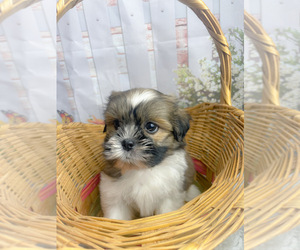 Mal-Shi Puppy for sale in KINSTON, NC, USA