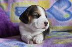 Small Photo #9 Beagle Puppy For Sale in REASNOR, IA, USA